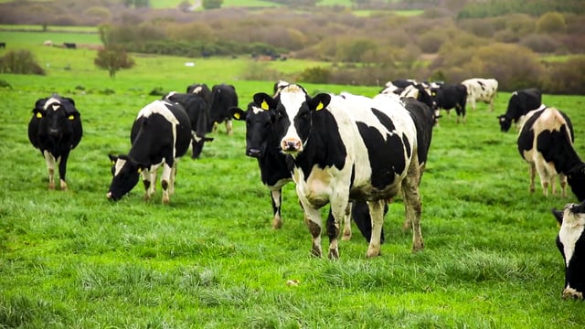 Met Éireann: Mild weekend but frost expected early next week