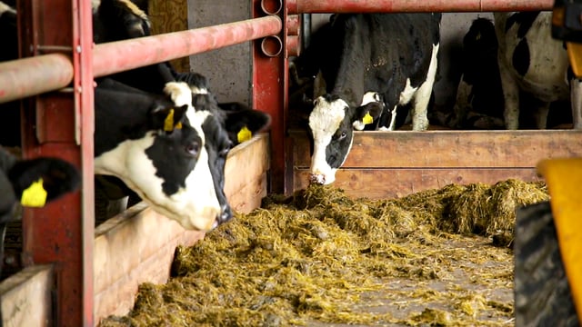 Keep a close eye on BCS of autumn-calving cows