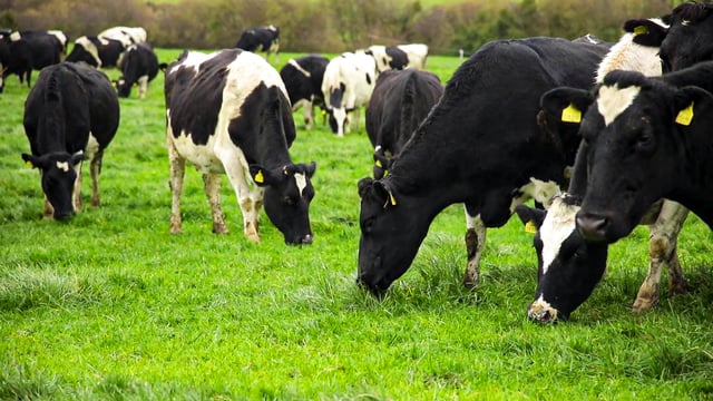 Stocking rate 'not a primary driver' of N concentrations