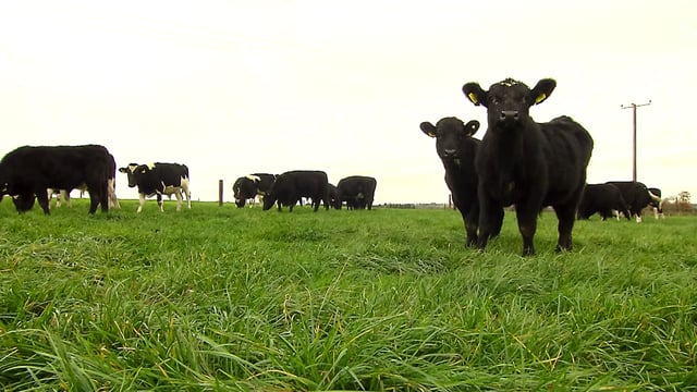 Commission to propose 'permits' for farms with 100 cows or more