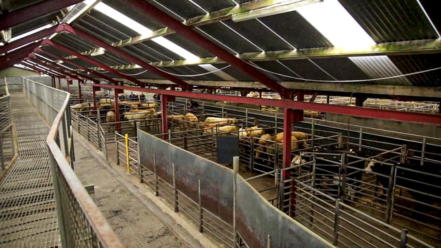 Beef trade: Cow prices hit; weekly kill creeps past 31,000 head