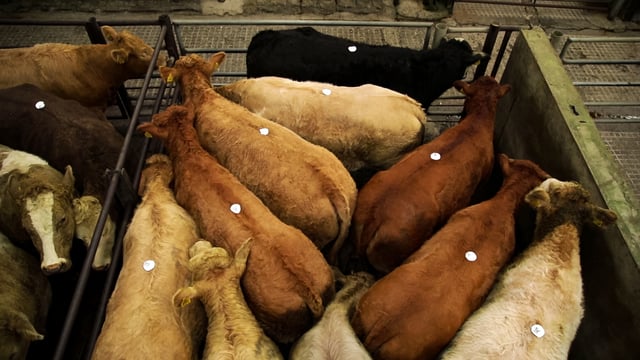 Plans afoot in department for EID tagging for cattle