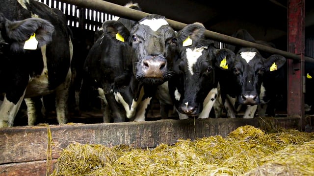 Monitoring cows for milk fever ahead of calving