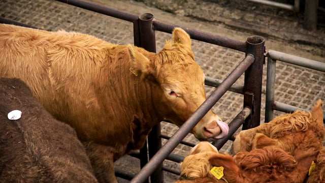 Department announces mart measures for Level 4 counties
