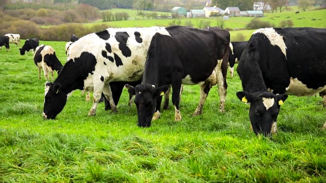 Dairy advice: Setting yourself up for a good spring
