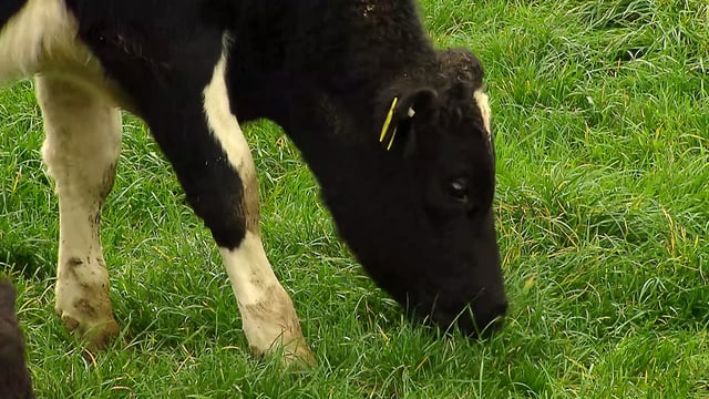 Factories urged to 'do more' for beef farmers