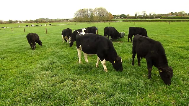 Is slurry the missing link in the TB eradication chain?