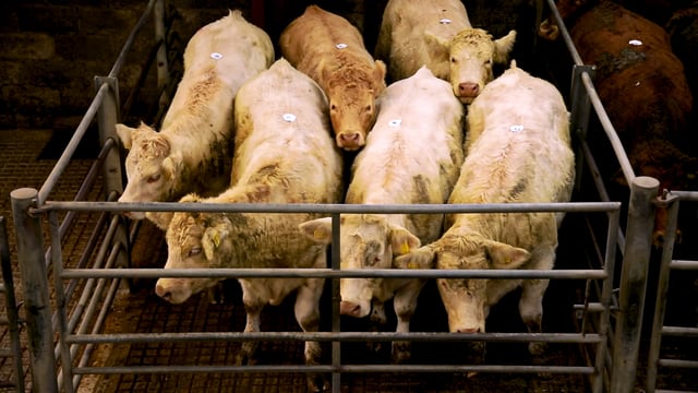 Factories trying to 'drive Irish prices to new low' - ICSA