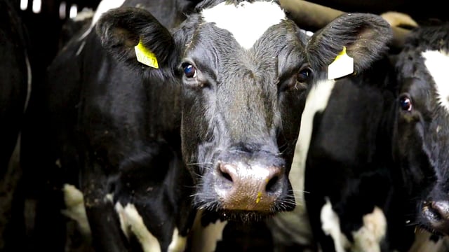 Farmer information meeting on bovine TB to be held in Kerry