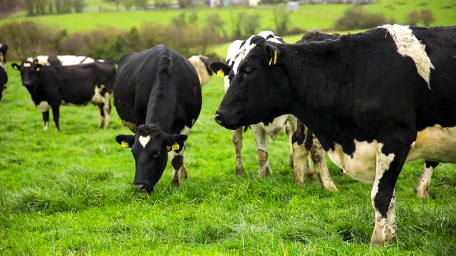 New study examines cutting bovine methane through breeding