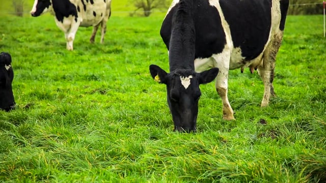 NI farmers have cut carbon intensity of milk by one third - CAFRE webinar