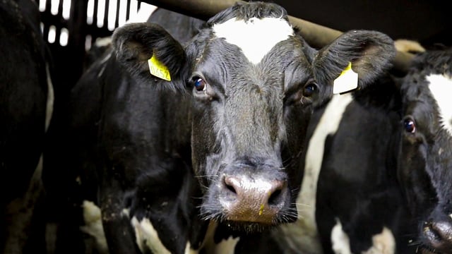 Emissions: Dairy cow numbers haven't exploded - ASA