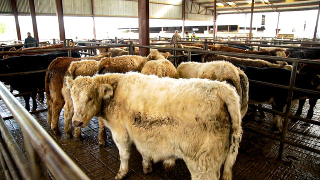 Cattle prices lift with 'agents chasing hard to get stock'