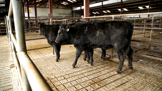 Mart manager's view: Imposing Level 5 restrictions at Mid-Tipp Mart