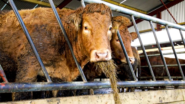 Irish beef prices up to 64c/kg behind UK - ICMSA