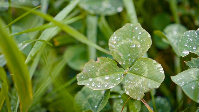 Autumn 2021 was warmest on record - Met Éireann