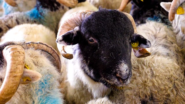 Sheep kill: Throughput falls back under 50,000 head for last week
