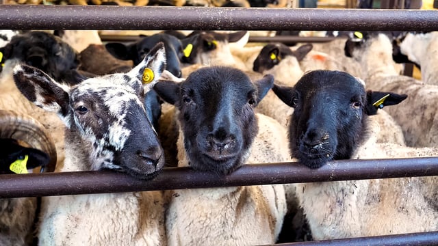 Almost €2.00/kg difference between French and Irish lamb price