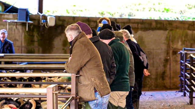 Irish MEP tells EU Parliament farmers need 'immediate support'
