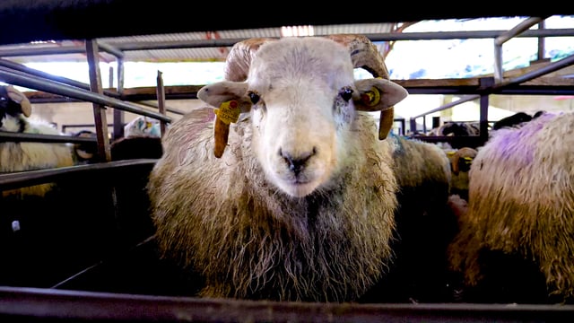 Farmer urges caution after sheep dip fumes cause coma