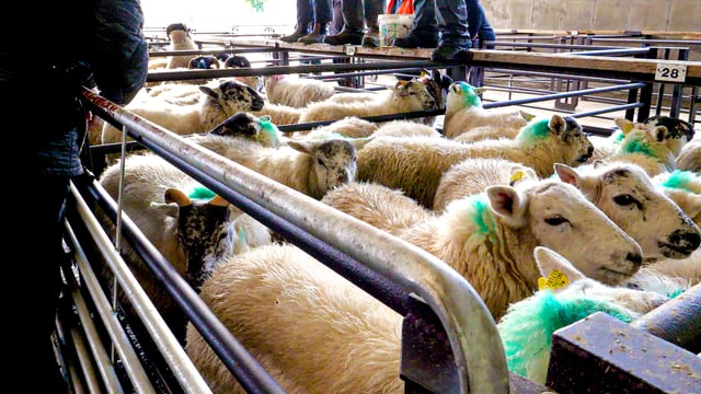 Sheep trade update: 'Fit lambs scarce' as prices edge closer to €7.00/kg