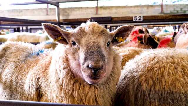 2020 Sheep and Goat Census can still be completed online