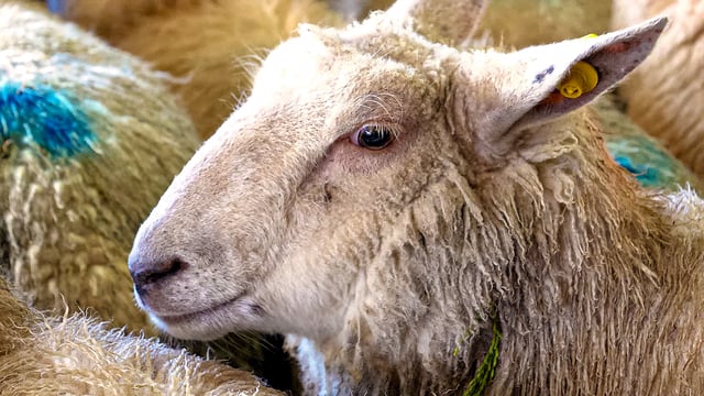 Live sheep imports reach almost 370k in 2021