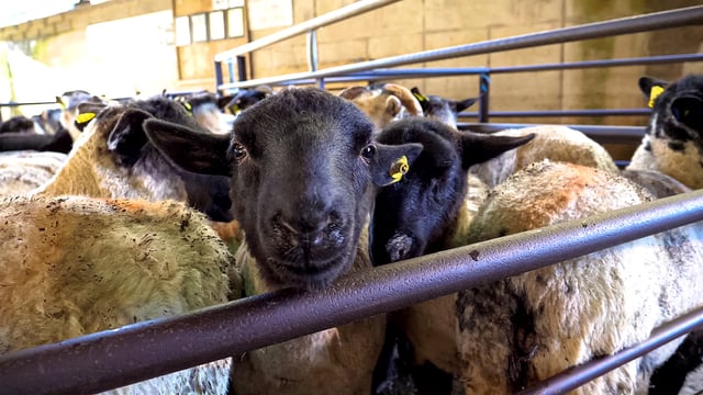 How many sheep has Ireland imported this year?