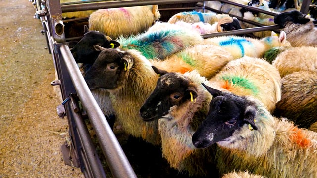 Sheep trade: No movement in lamb prices, as the trade holds strong
