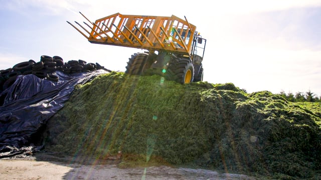 GrowthWatch: Focus switches to second-cut silage and surpluses