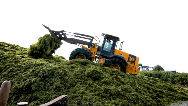 How does silage quality affect milk yield and concentrate feeding?
