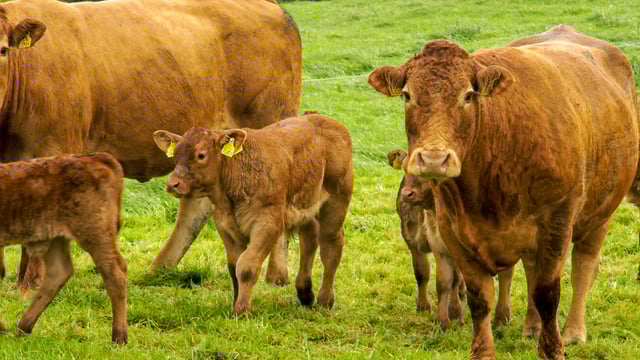 Suckler farmers' 2019 income witnesses an 11% increase - National Farm Survey