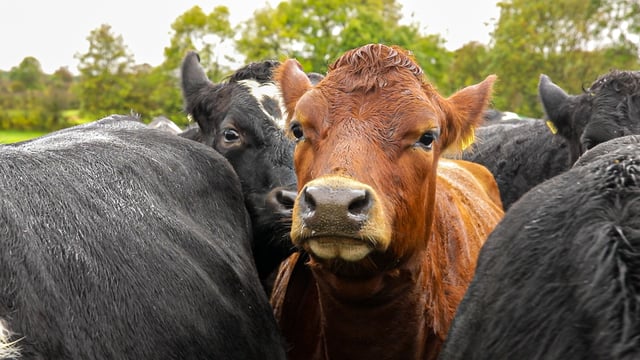 Every Irish cow should be eligible for support payments - ICMSA president
