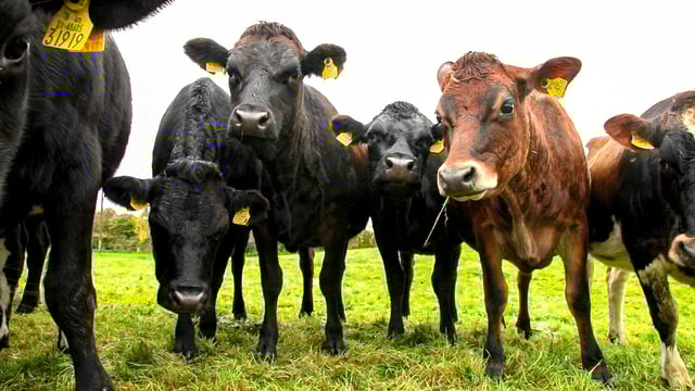 NI: Solicitor says bovine TB eradication strategy lacks key issues