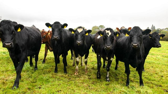 Benefits of early turnout for replacement heifers