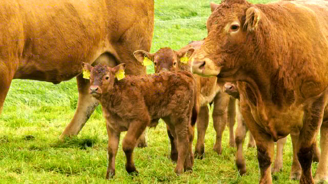 Calf registrations down slightly on last year's figures