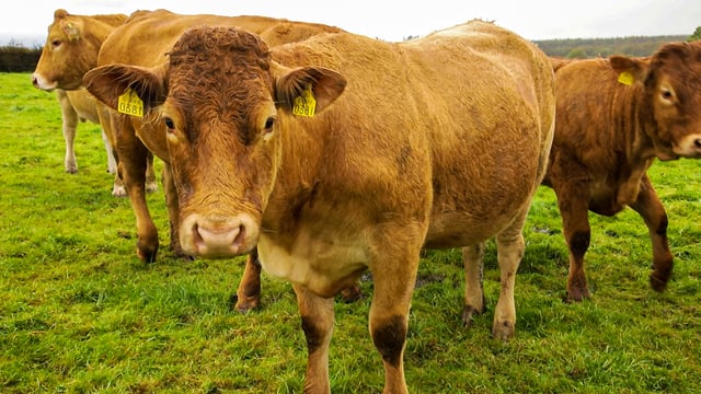 Beef Taskforce officially wound up...but new forum promised