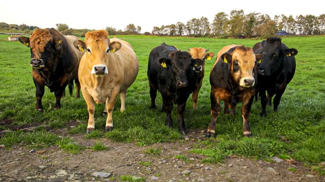 Could a 'Meat Tax' be on the cards in the UK?