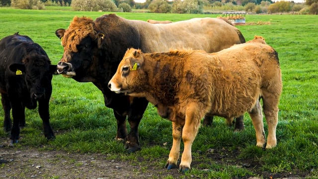 Aubrac premier sale set for Tullamore this weekend