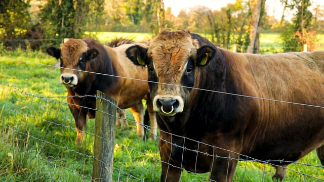 Aubrac bulls top the table in ICBF's DBI breed percentiles