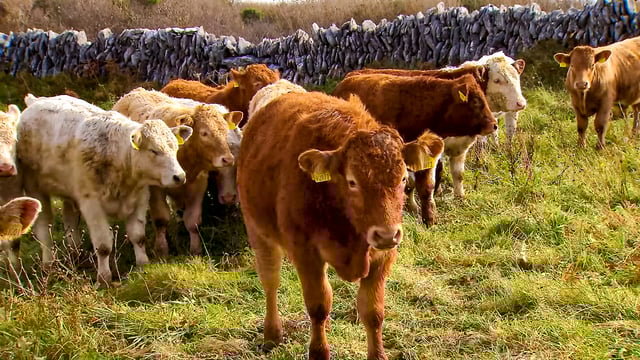 CAP changes: No cow-number limit in new suckler scheme