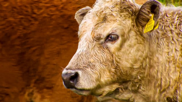 Proposed beef support scheme to be worth €50 million
