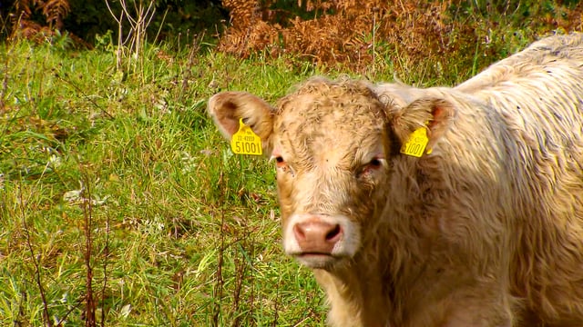 Beef trade: Floor placed under prices by northern trade