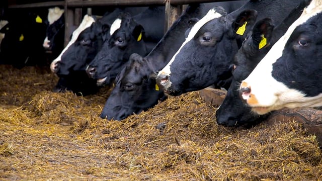 UN General Assembly sees agreement to reduce AMR use