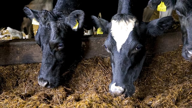 Hitting BCS targets crucial over the dry period to eliminate problems at calving