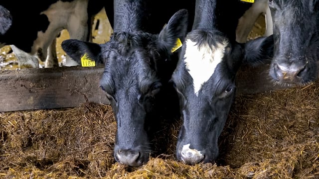 Autumn calving: Transition cow management is crucial