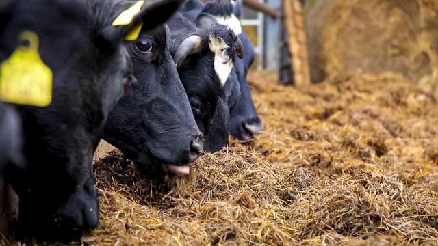 Volac launches new feed additives division