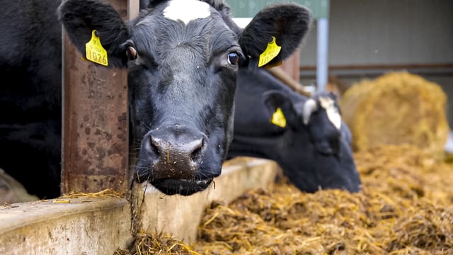 Agriland launches series on 'Efficient animal production' with Grassland Agro