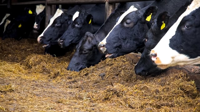 Teagasc winter milk events to take place next week