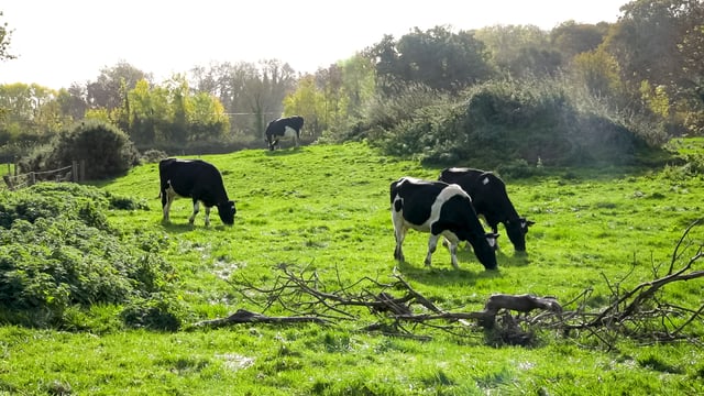 Online application system opens for 2025 nitrates derogation